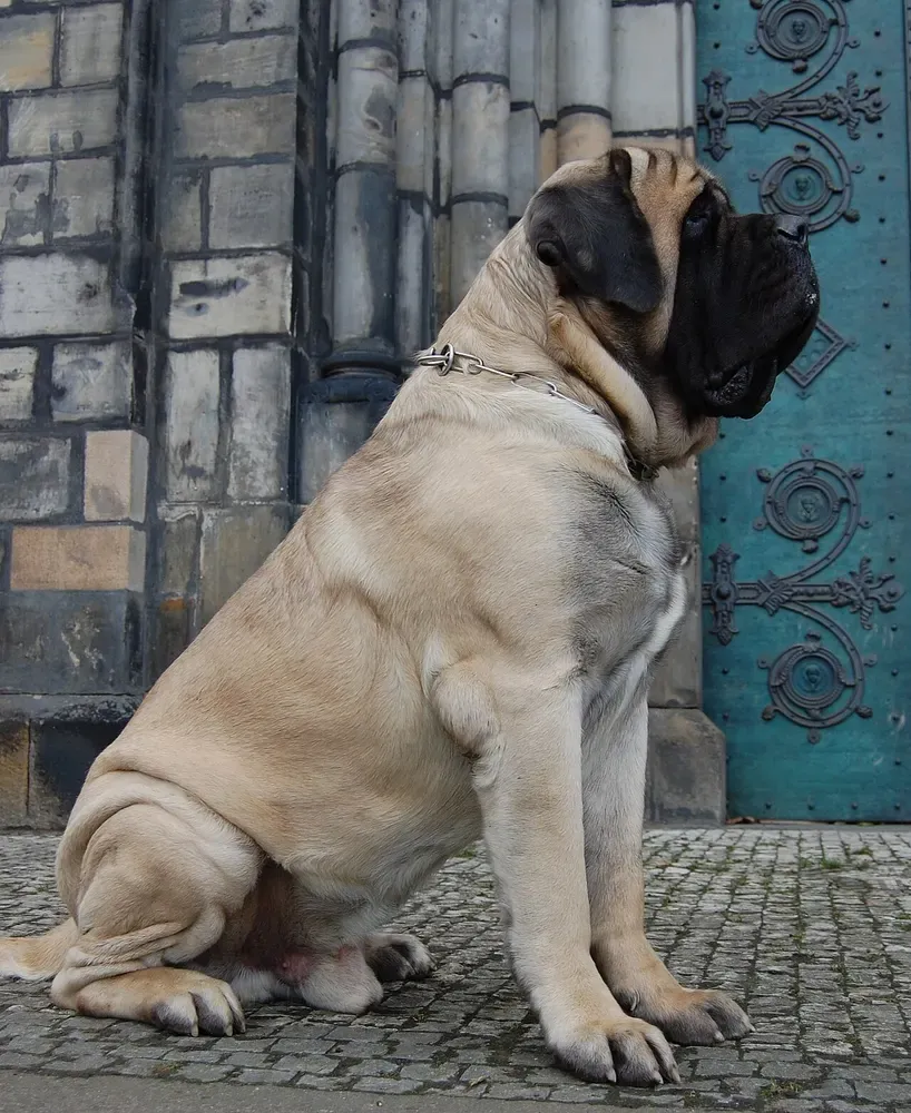 Mastín inglés (Mastiff): foto 2