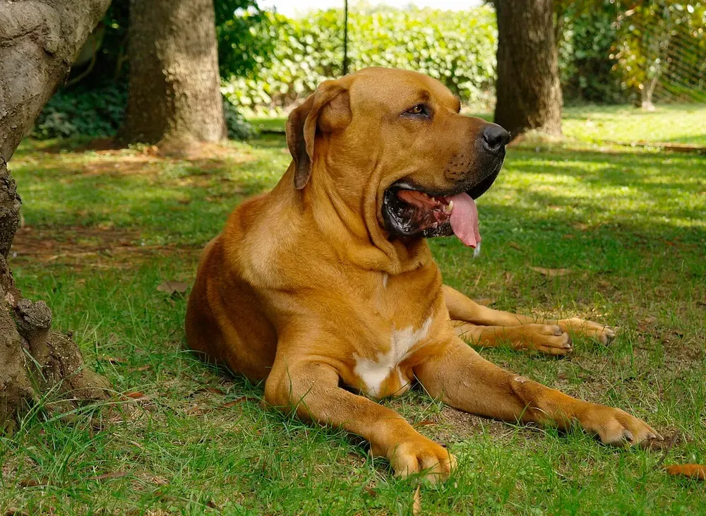 Fila brasileño: foto 2