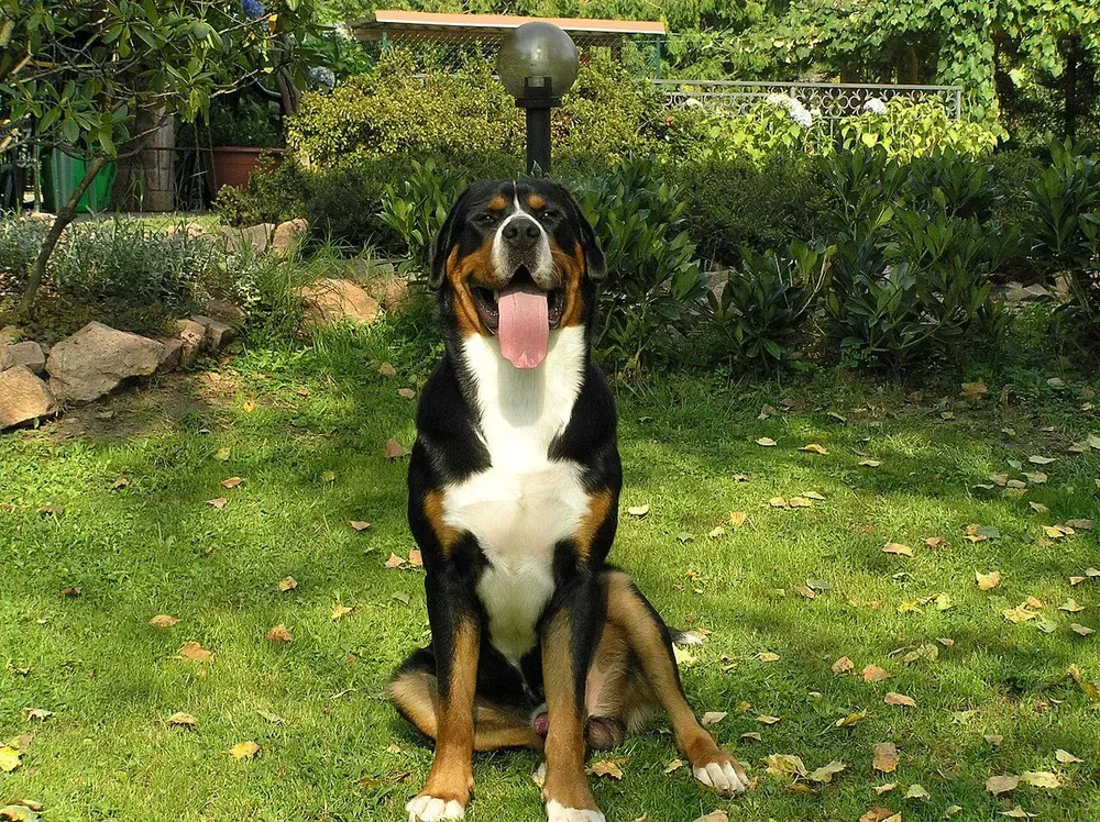 Gran boyero suizo: foto 2
