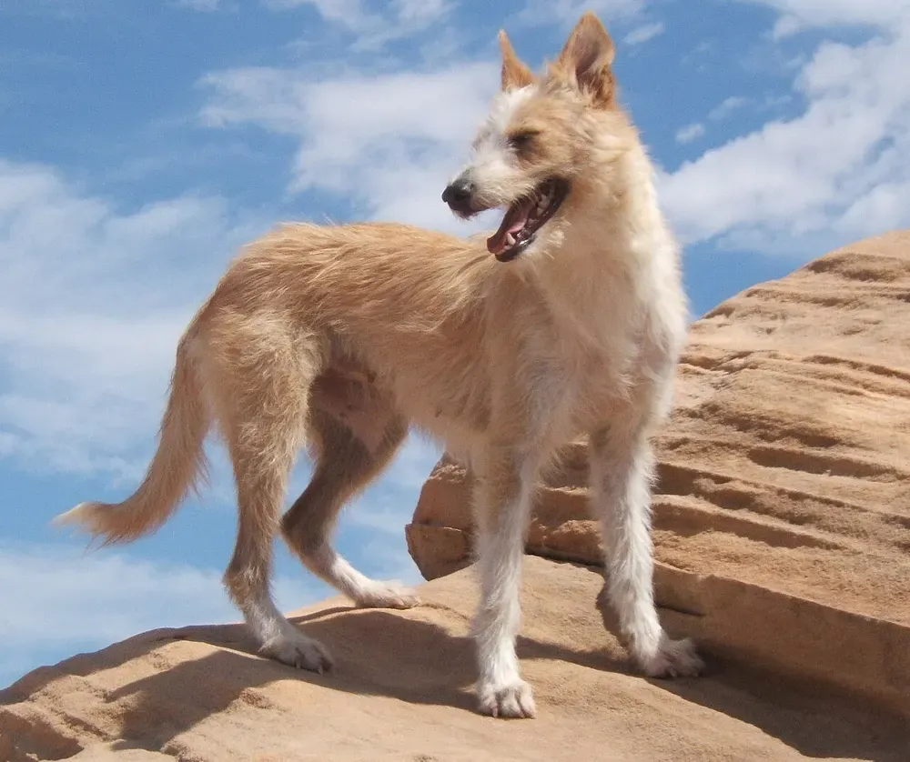 Podenco portugués: foto 2