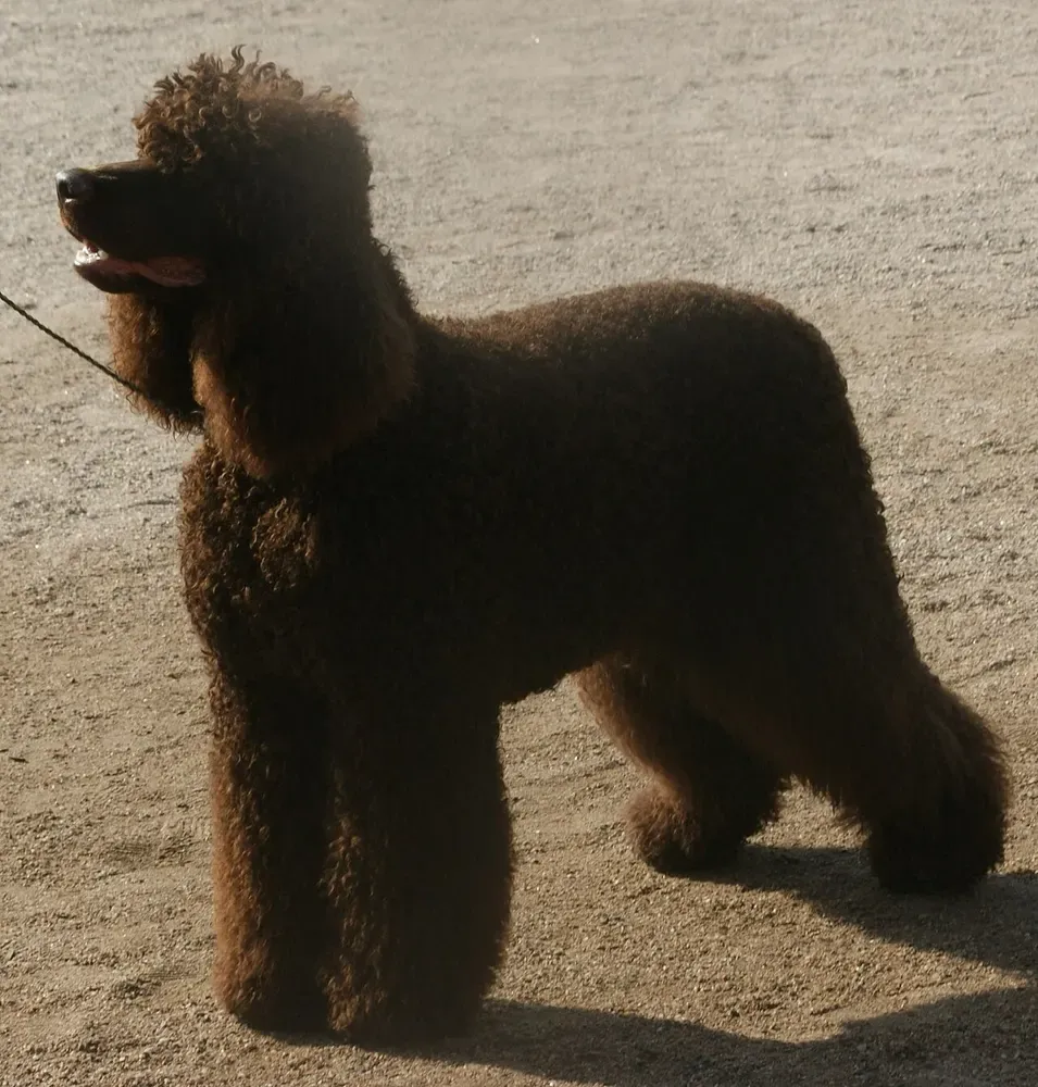 Spaniel de agua irlandés: foto 2