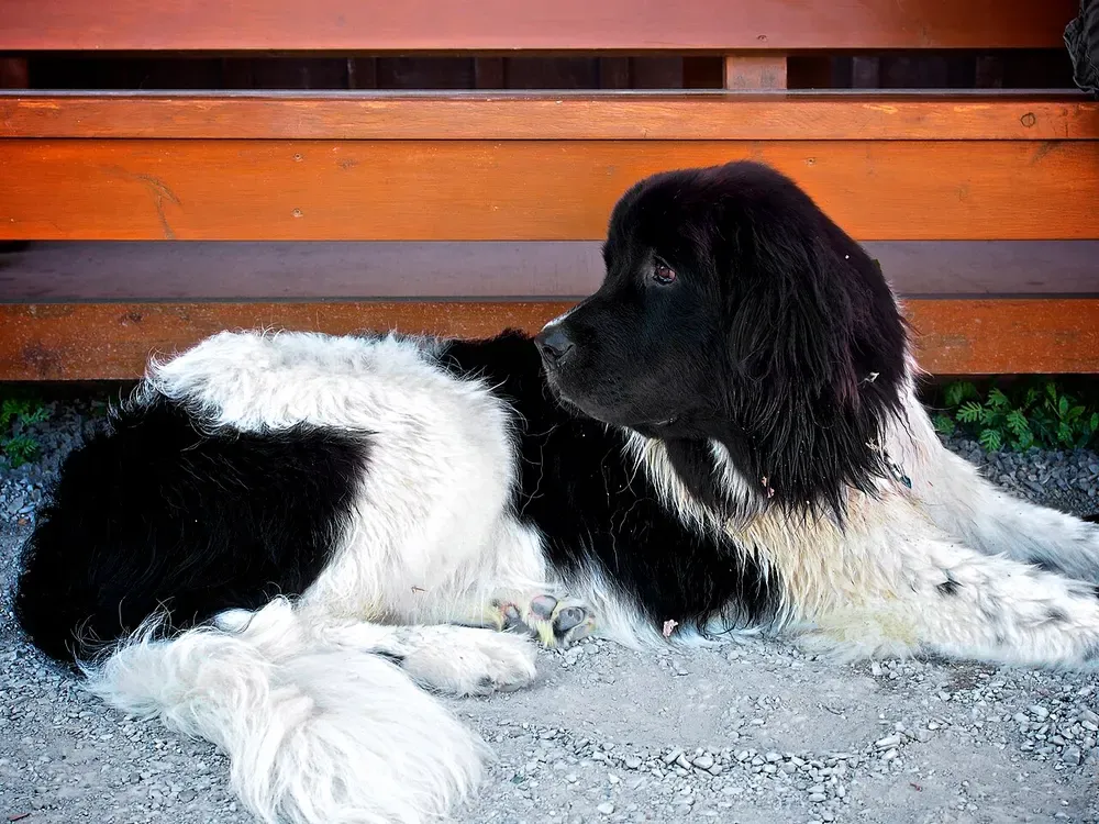 Landseer: foto 2