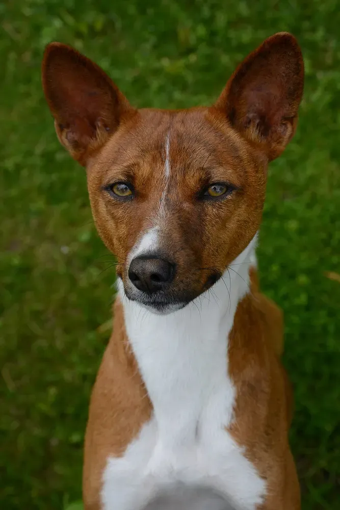 Basenji: foto 2