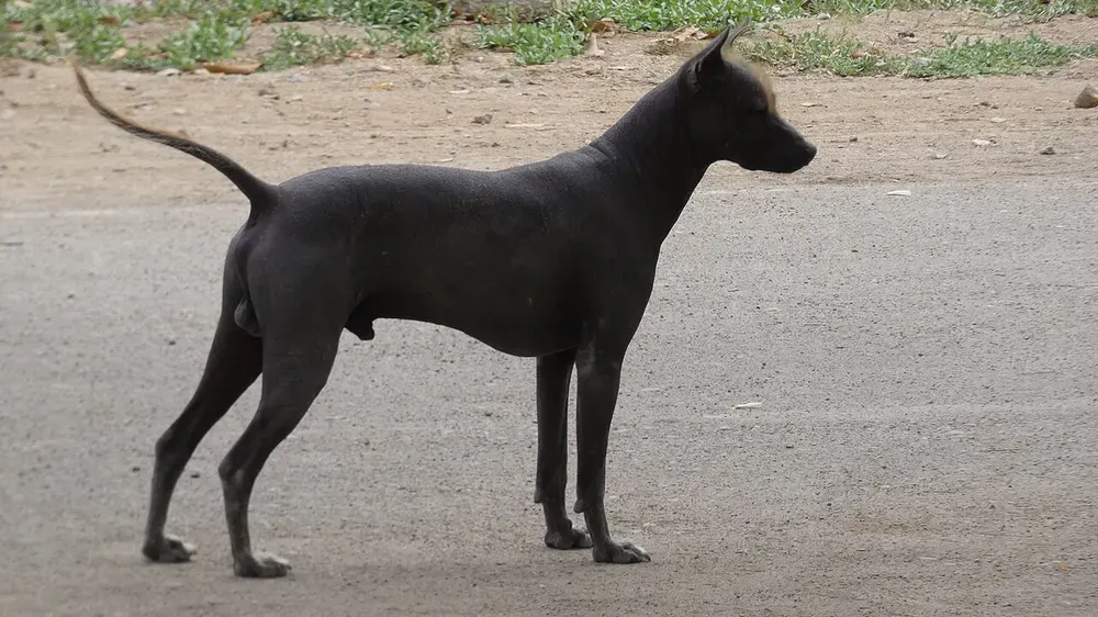 Xoloitzcuintle (perro sin pelo mexicano): foto 2