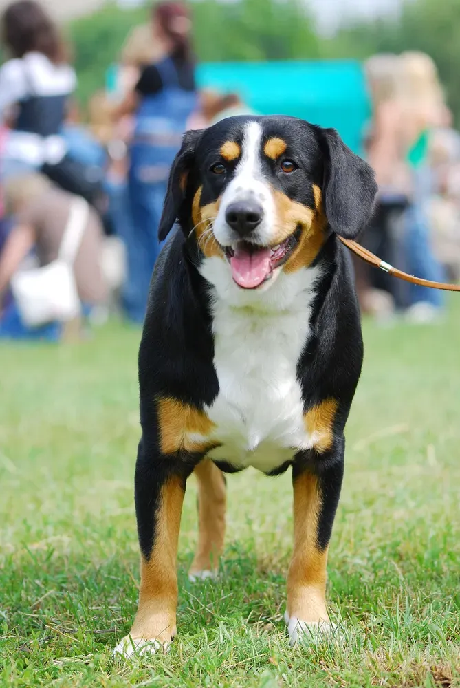 Boyero de Entlebuch: foto 2