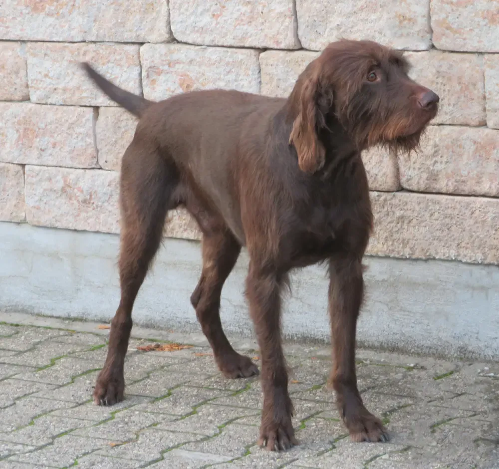 Pudelpointer: foto 2