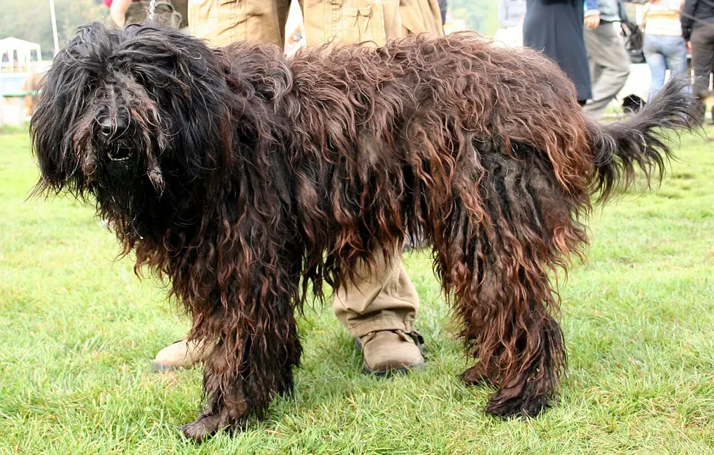 Pastor bergamasco: foto 2
