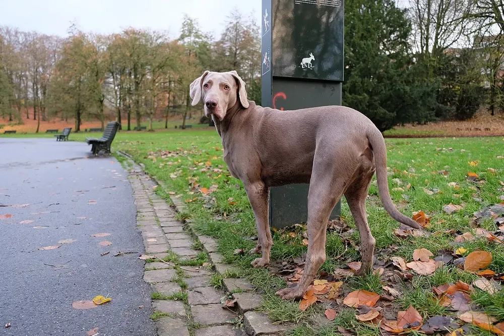 Braco de Weimar: foto 2