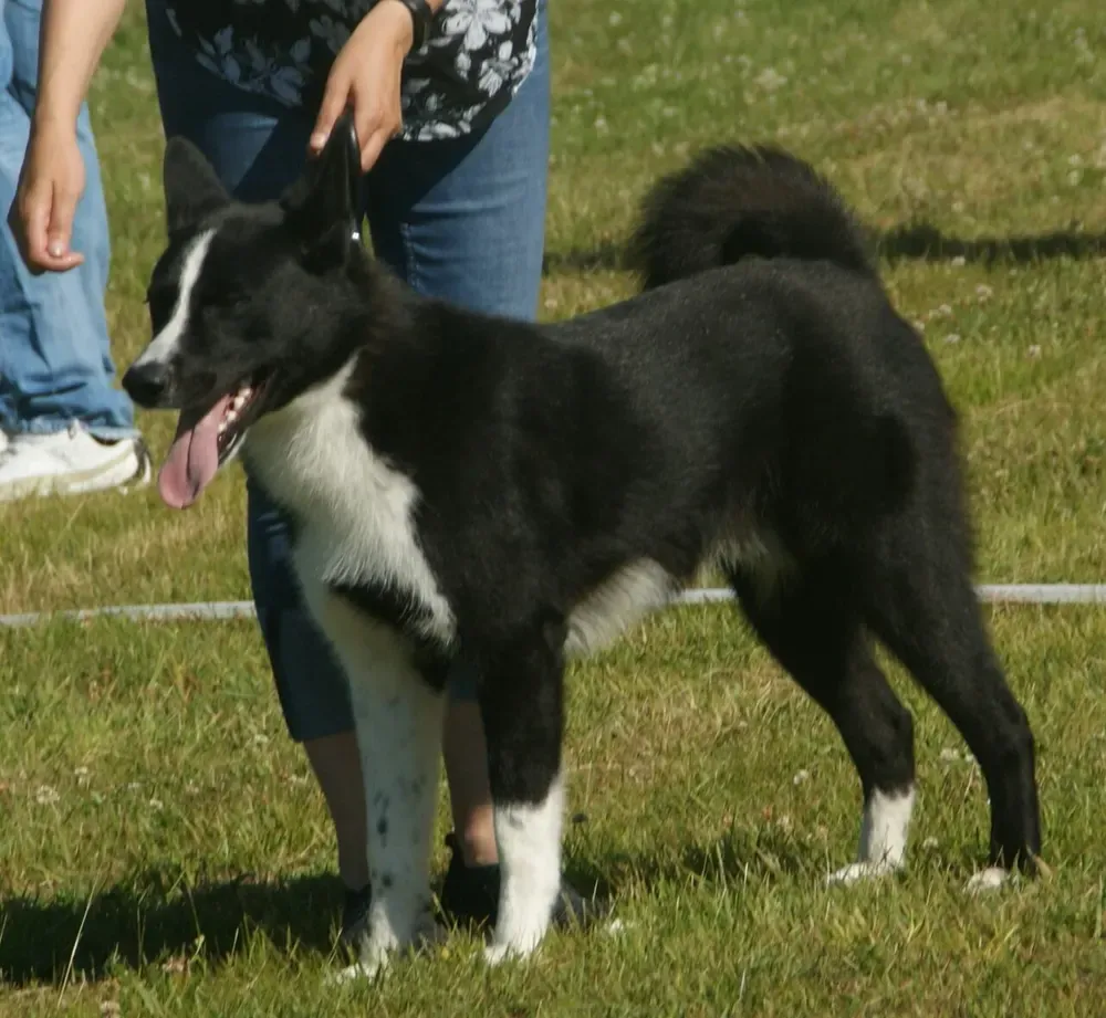 Perro de osos de Carelia: foto 2