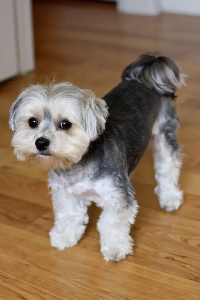 Morkie: foto 2
