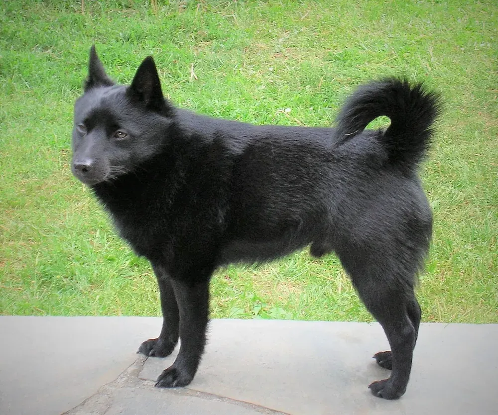 Schipperke: foto 2