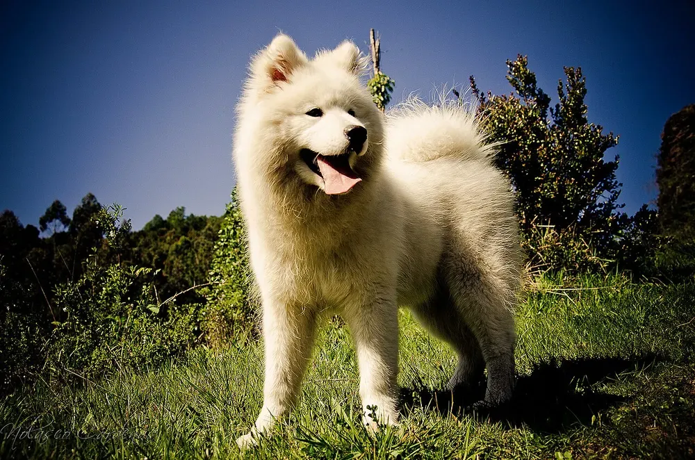 Samoyedo: foto 2