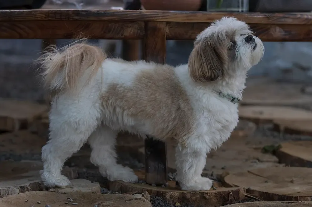 Shih tzu: foto 2