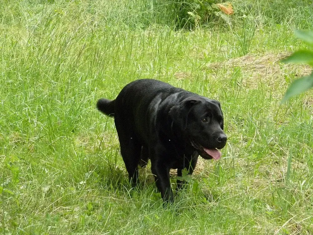 Labrador retriever: foto 2