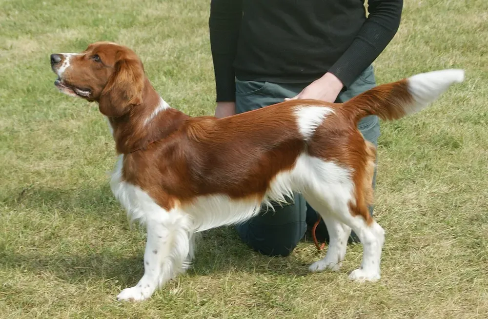 Springer spaniel galés: foto 2