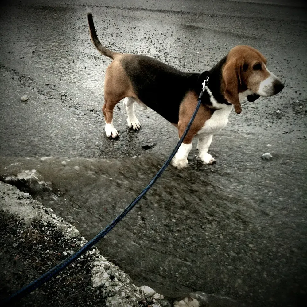 Basset artesiano de Normandía: foto 2