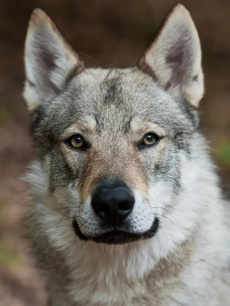 Perro lobo checoslovaco: foto 2