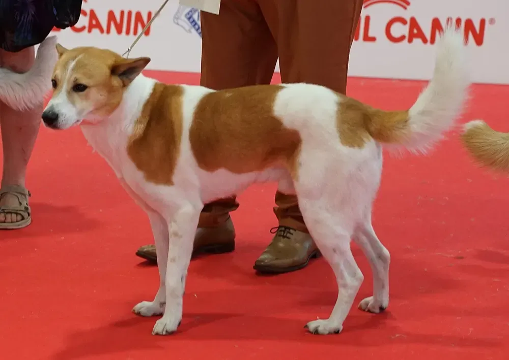 Perro de Canaán: foto 2
