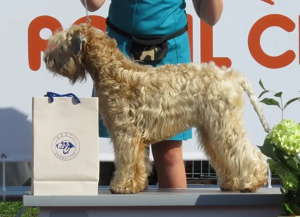 Terrier irlandés de pelo suave (Wheaten): foto 2