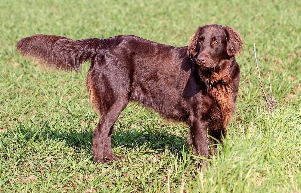 Retriever de pelo liso: foto 2