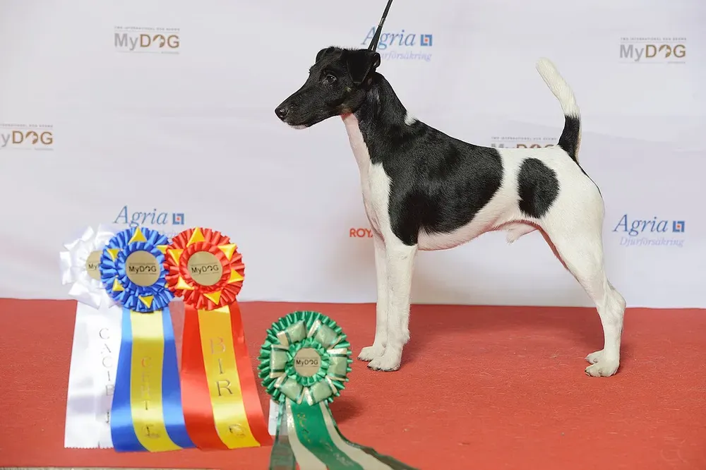 Fox terrier de pelo liso: foto 2