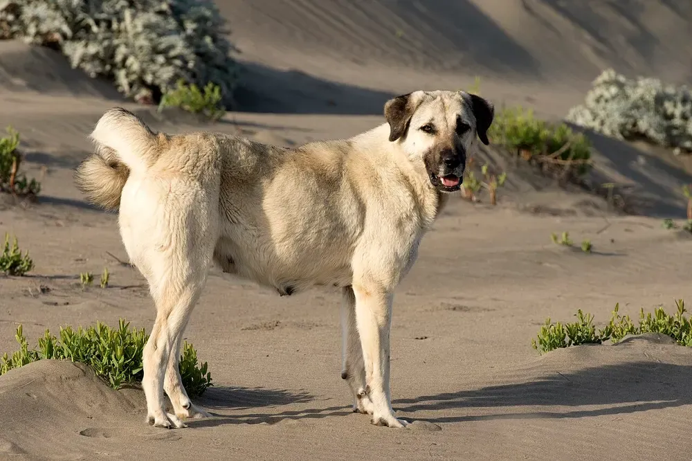 Kangal (pastor de Anatolia): foto 2