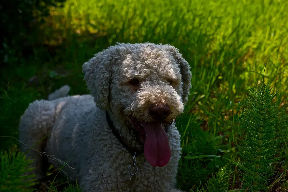Lagotto romagnolo: foto 2