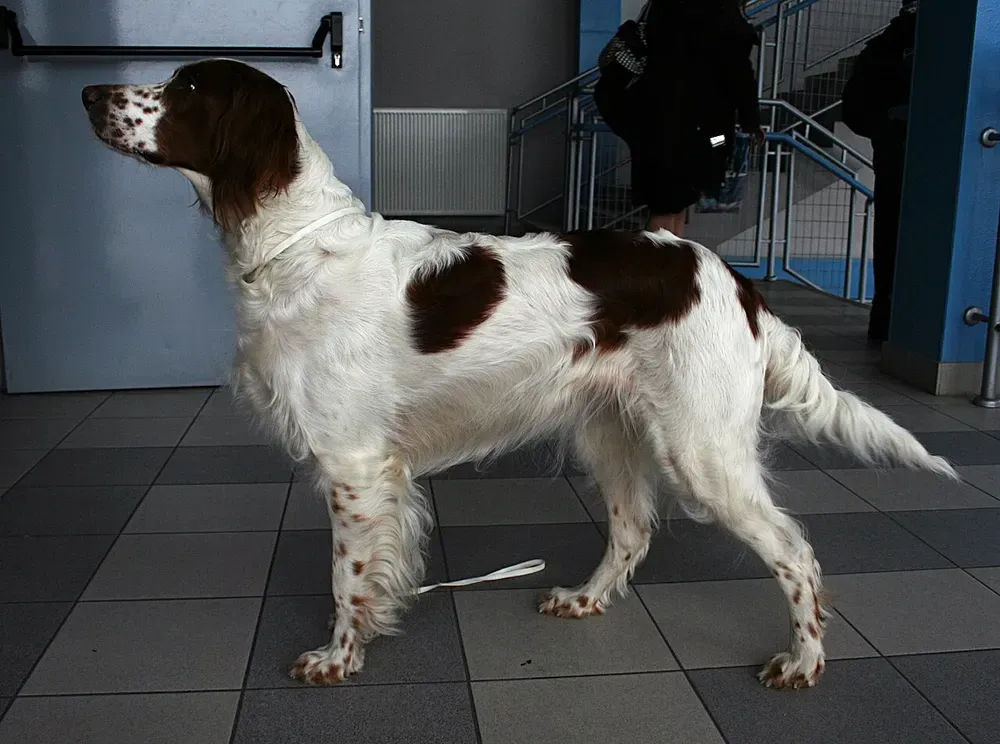 Setter irlandés rojo y blanco: foto 2