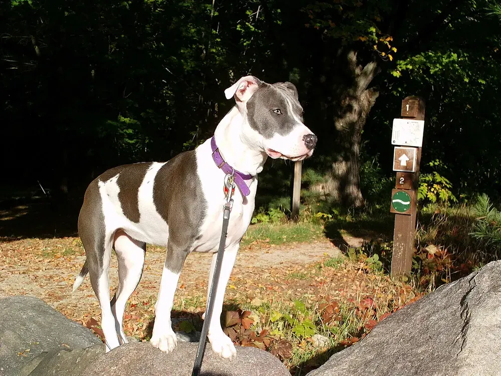 American Pit Bull Terrier: foto 2