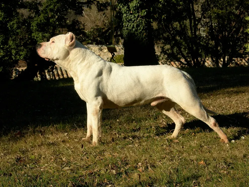 Dogo argentino: foto 2