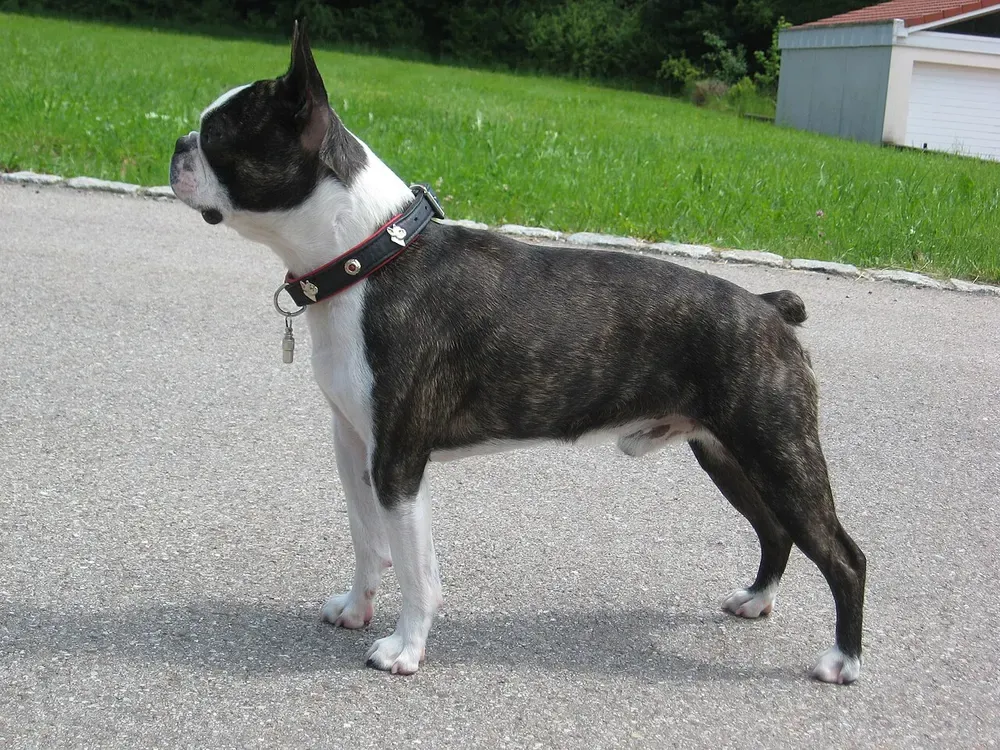 Boston terrier: foto 2