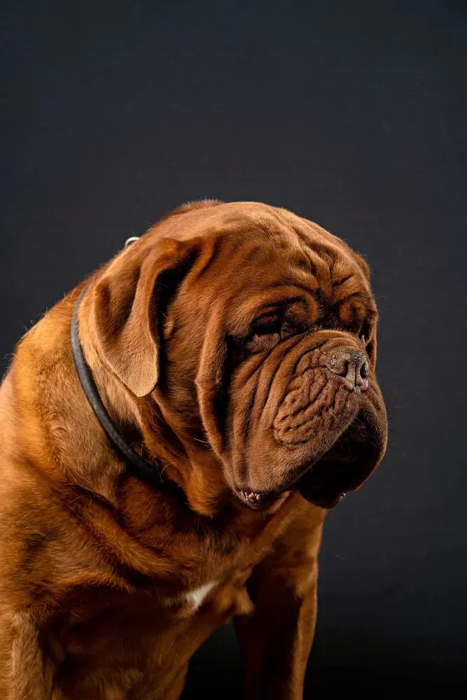Dogo de Burdeos: foto 2