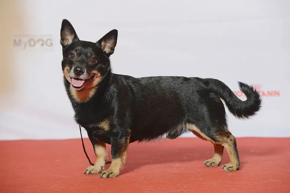 Lancashire heeler: foto 2