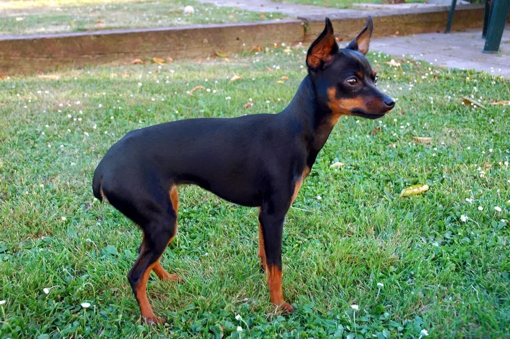 Ratonero de Praga: foto 2