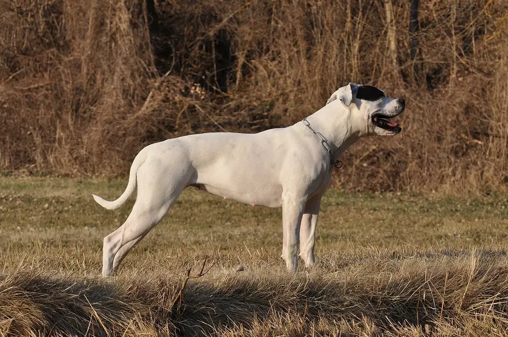 Bulldog americano: foto 2