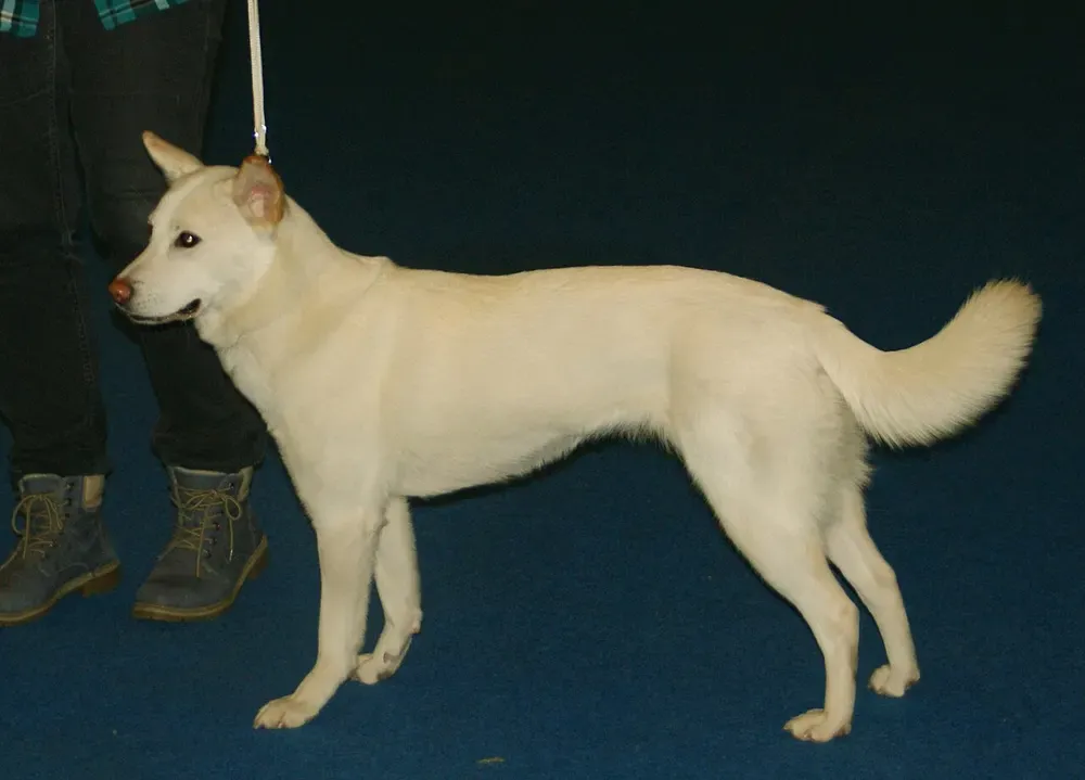 Jindo coreano: foto 2