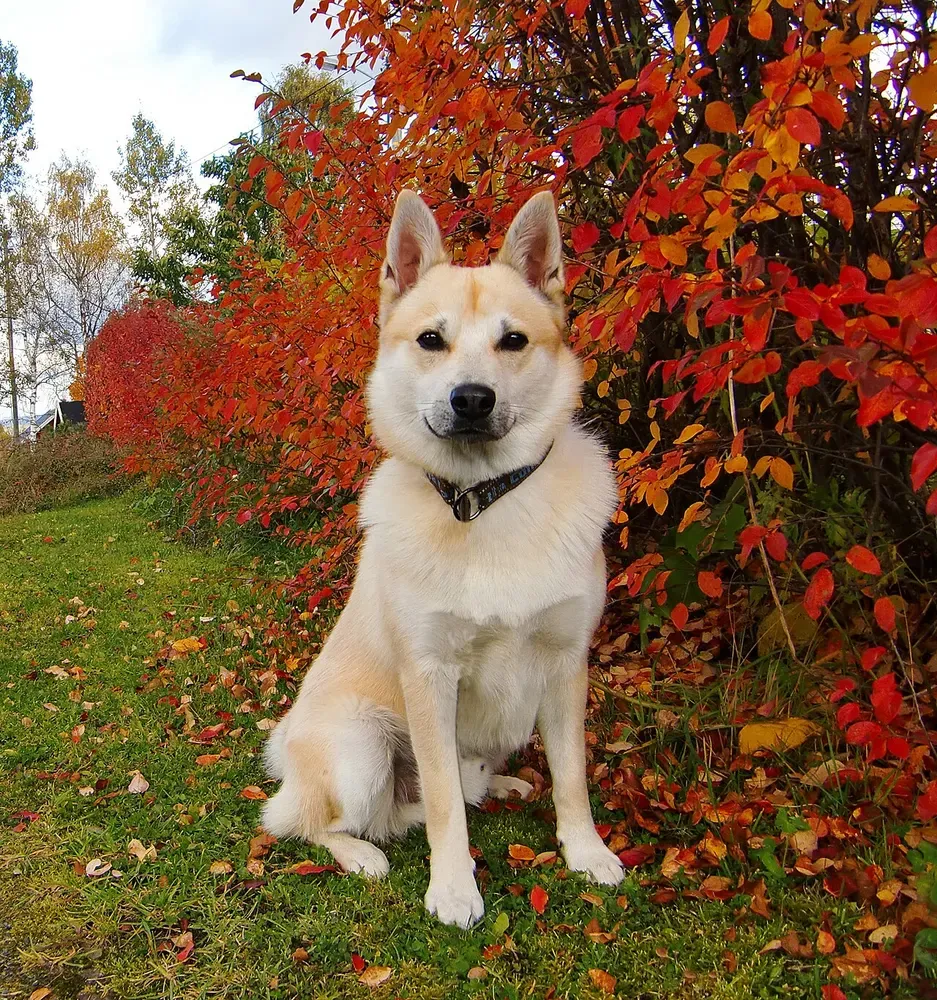 Buhund noruego: foto 2