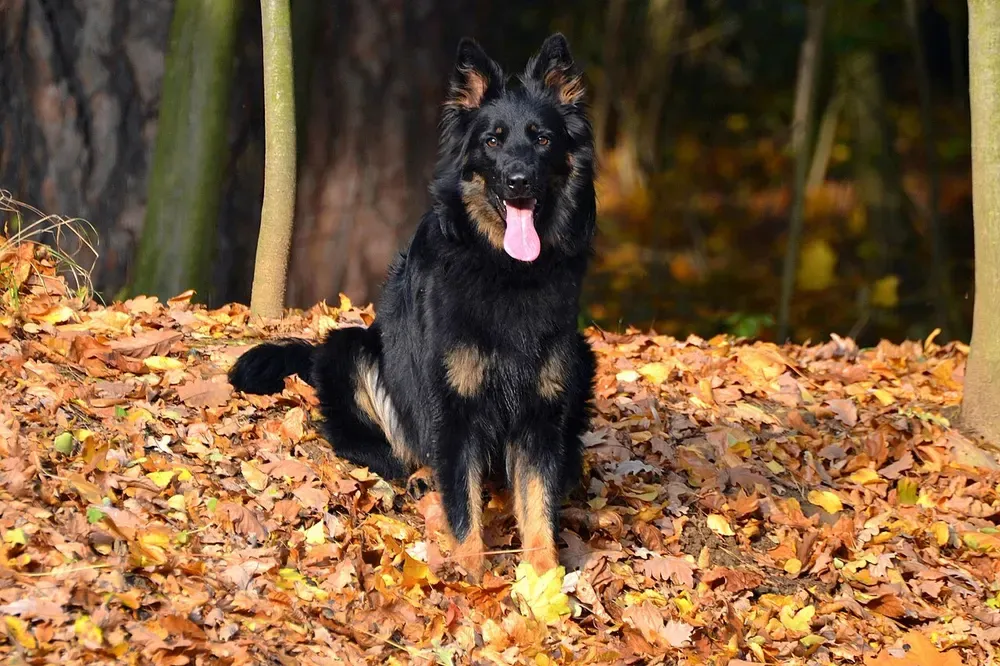 Perro de Bohemia (Chodsky pes): foto 2