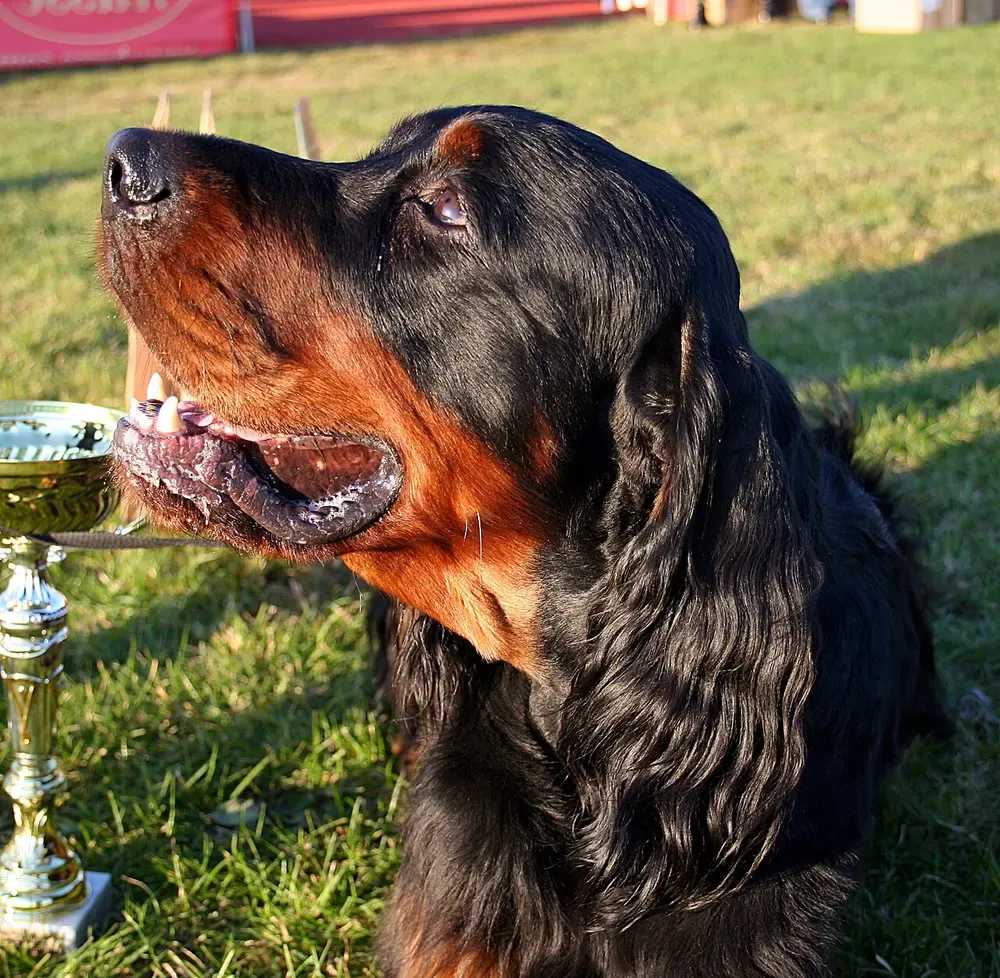 Setter Gordon: foto 2