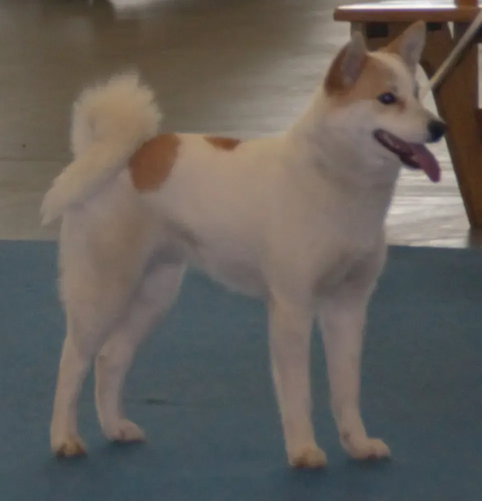 Spitz de Norrbotten: foto 2