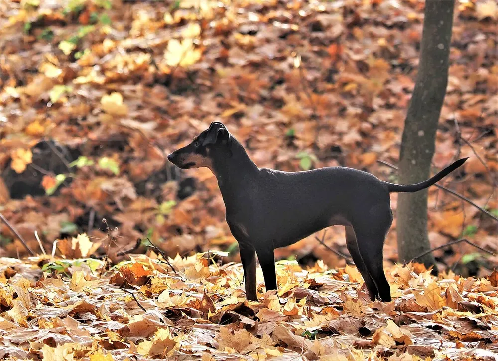 Manchester terrier: foto 2