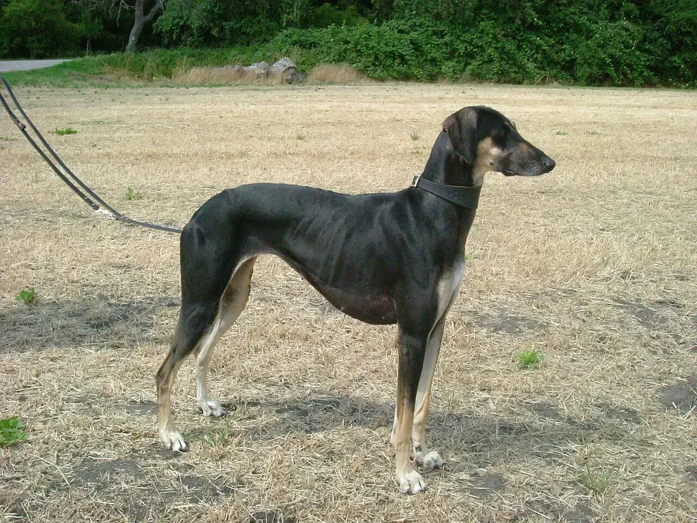 Sloughi (lebrel árabe): foto 2