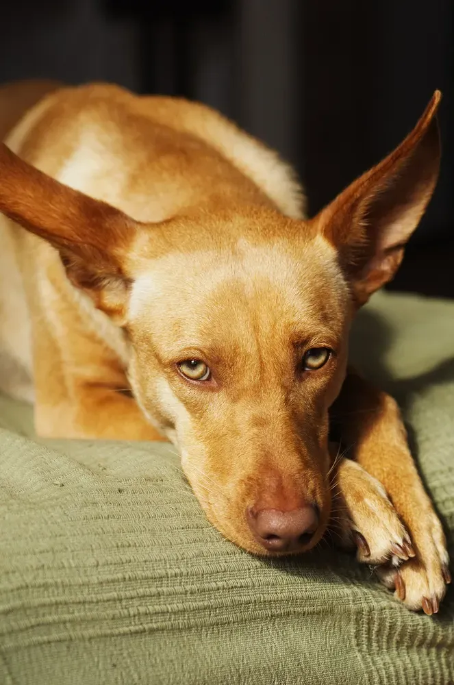 Podenco andaluz: foto 2