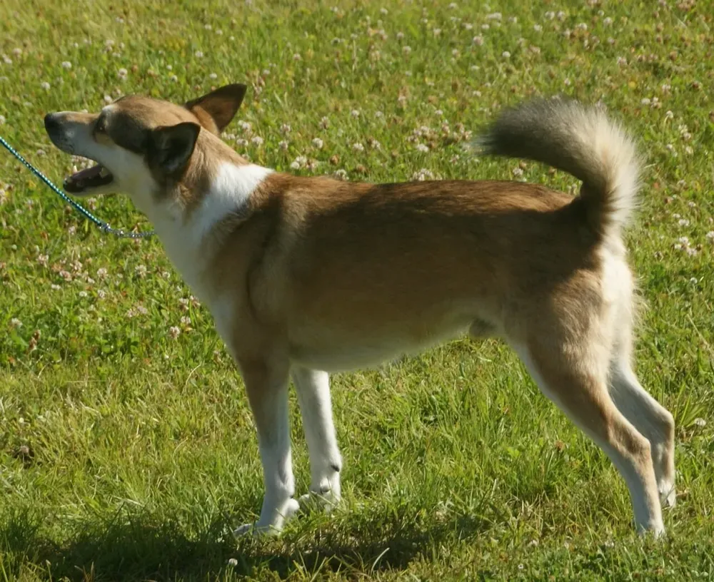 Lundehund noruego: foto 2