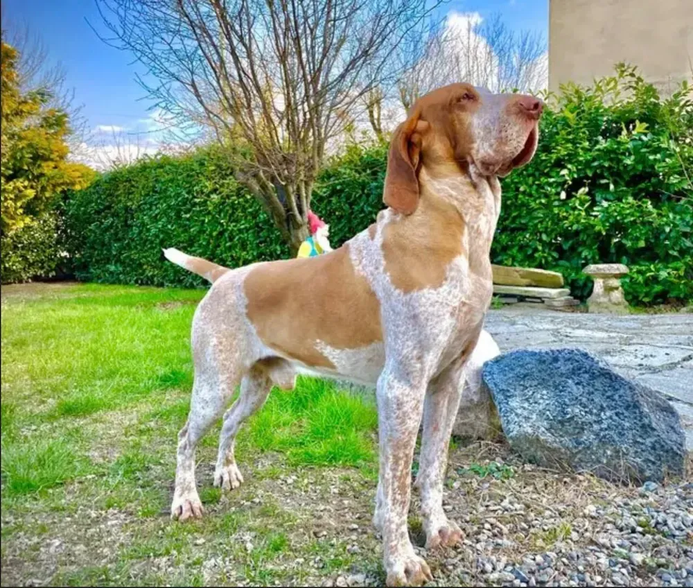 Braco italiano: foto 2