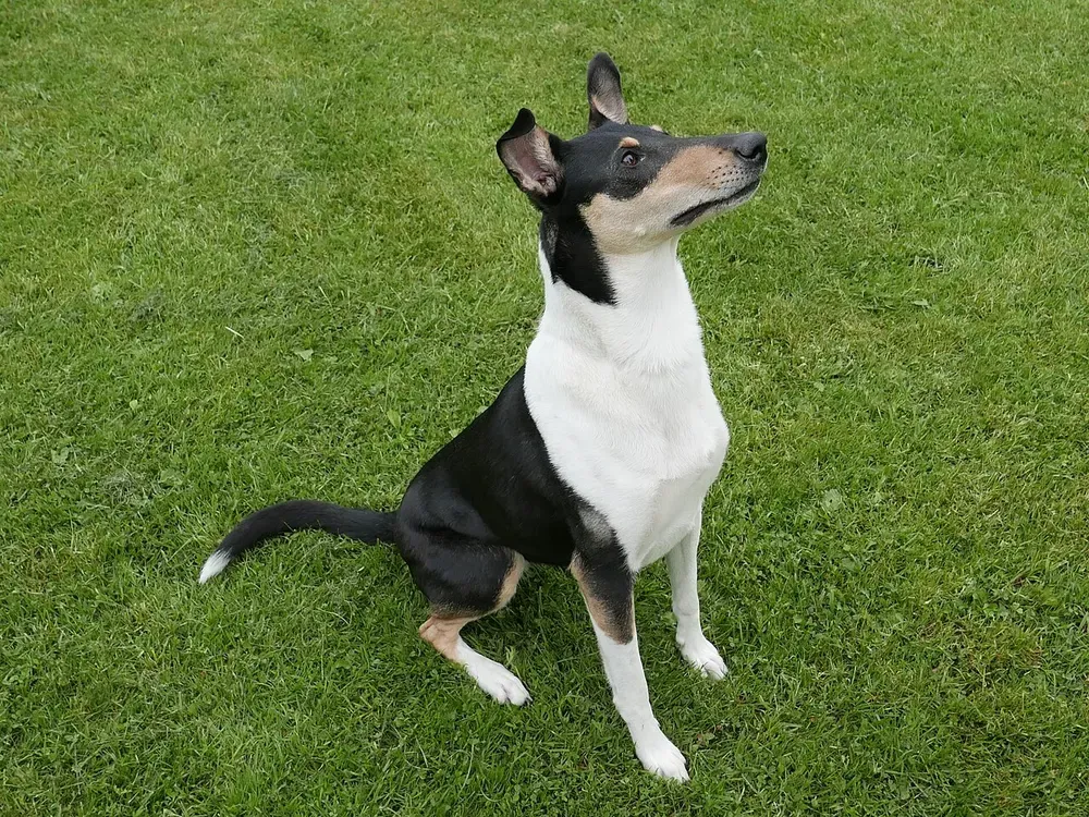 Collie de pelo corto: foto 2