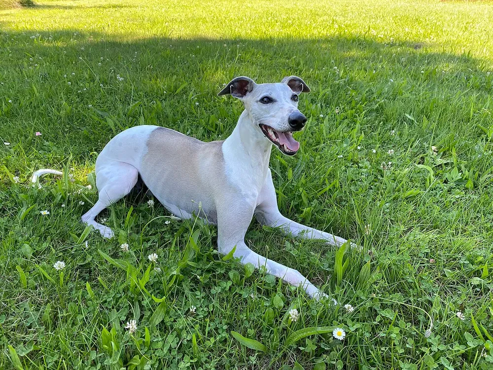 Whippet: foto 2