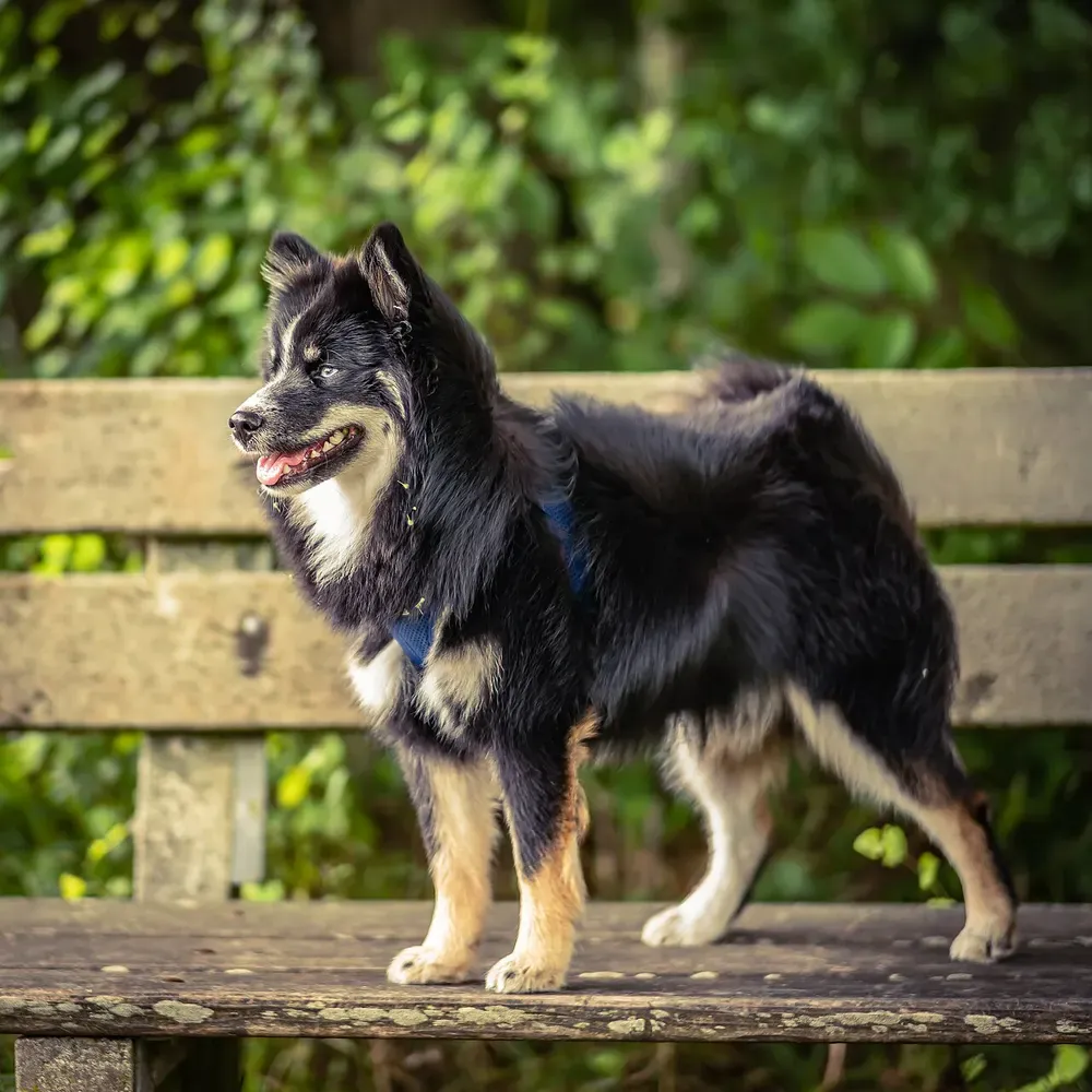 Pomsky: foto 2