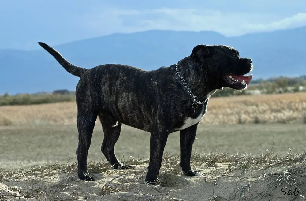Ca de bou (dogo mallorquín): foto 2