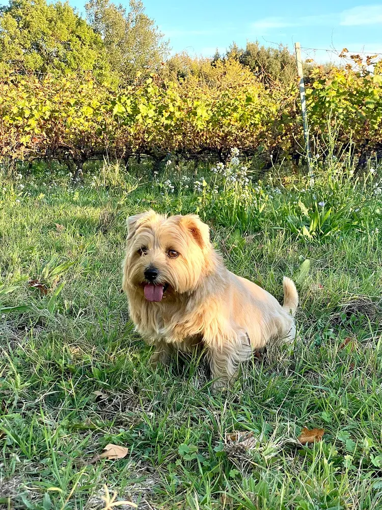 Norfolk terrier: foto 2